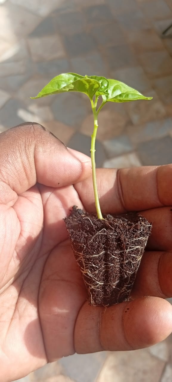 Plant de Piment F1 AVENIR disponible à Bamako